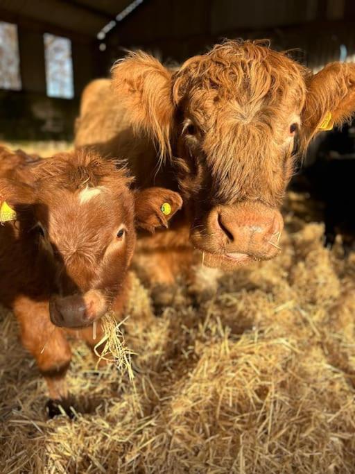 インヴァネス Highland Rural Farm Retreat,Loch Ness, Nc500, Beaulyヴィラ エクステリア 写真